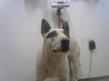 Australian Cattle Dog Blue Heeler and Mixed Breed Dogs Available for Adoption - CORNFLAKES | PetCurious