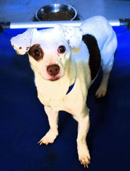 Dachshund Dogs Available for Adoption - Lucas | PetCurious