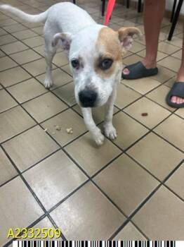 Mixed Breed Dogs Available for Adoption in West Palm Beach, Florida - DOOFENSHMIRTZ | PetCurious