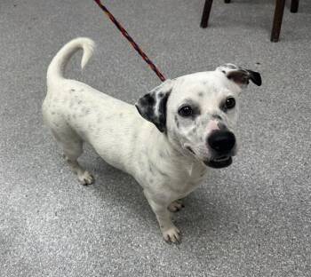 Chihuahua and Dalmatian Dogs Available for Adoption in Pasadena, Texas - A184631 | PetCurious