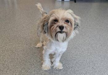 Yorkshire Terrier and Mixed Breed Dogs Available for Adoption in Tustin, California - SOPHIE | PetCurious