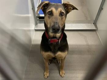 OCTAVIO -  Doberman Pinscher and Mixed Breed Dog for Adoption in Modesto, California - OCTAVIO | PetCurious
