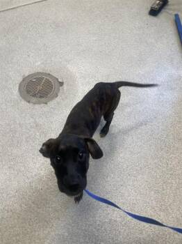 Plott Hound and Pit Bull Terrier Dogs Available for Adoption in Tallahassee, Florida - ELMER | PetCurious