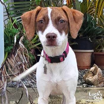 Beagle Dogs Available for Adoption in Washington, District Of Columbia - Manchita | PetCurious