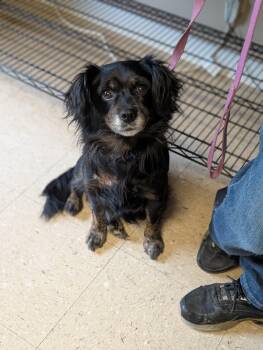 Suzy -  Dachshund and Shih Tzu Dog for Adoption in Mansfield, Connecticut - Suzy | PetCurious
