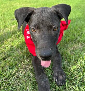 Rescue Chocolate Labrador Retriever Dogs for Adoption in Ridgefield, Connecticut - Jade | PetCurious