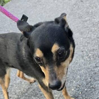 Raya -  Miniature Pinscher Dog Available for Adoption in Martinsburg, West Virginia - Raya | PetCurious