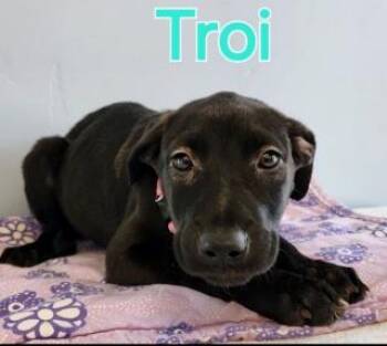 Troi -  Boxer and Shepherd Dog for Adoption in Kingman, Arizona - Troi | PetCurious