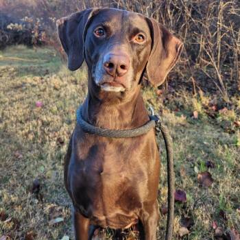 Rescue Pointer Dogs for Adoption in York, Pennsylvania - Fun-Size | PetCurious