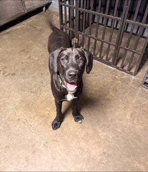 Lestat -  Labrador Retriever Dog for Adoption in Indianapolis, Indiana - Lestat | PetCurious