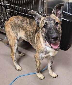 Chance -  Staffordshire Bull Terrier and Husky Dog for Adoption in Christiansburg, Virginia - Chance | PetCurious