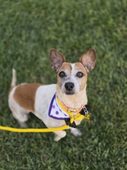 Chihuahua Dogs Available for Adoption in Salt Lake City, Utah - Luddy | PetCurious