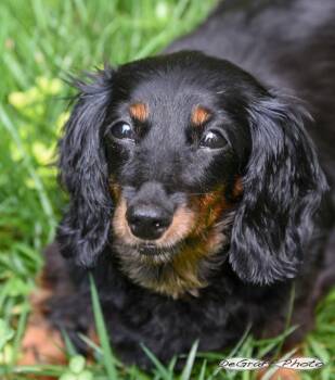 Lacy -  Dachshund Dog for Adoption in Pittsboro, North Carolina - Lacy | PetCurious
