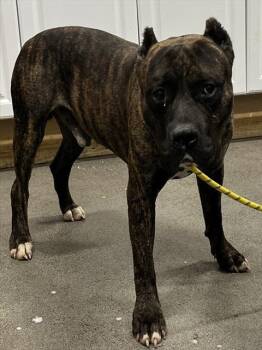 Rescue Terrier and Staffordshire Bull Terrier Dogs for Adoption - TY | PetCurious