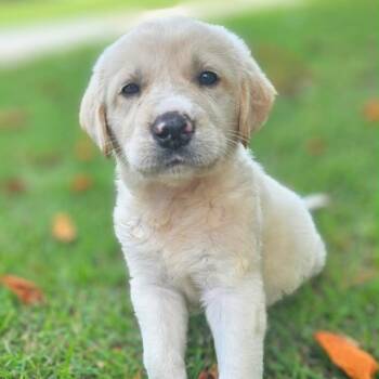 Navy -  Great Pyrenees and Labrador Retriever Dog for Adoption in Griswold, Connecticut - Navy | PetCurious