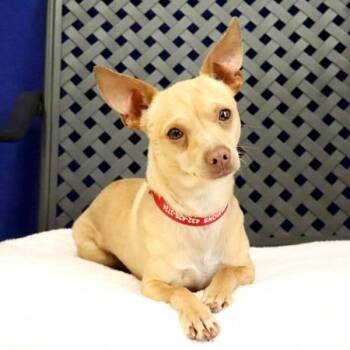 Chihuahua Dogs Available for Adoption in Midland, Texas - Hatchet | PetCurious