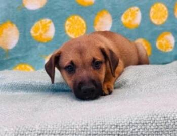 Faud -  German Shepherd Dog and Labrador Retriever Dog for Adoption in Sedalia, Colorado - Faud | PetCurious