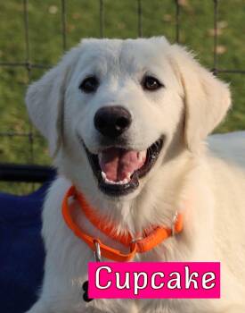 Cupcake -  Labrador Retriever Dog for Adoption in Fort Worth, Texas - Cupcake | PetCurious
