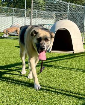 Lola -  Shepherd and Mixed Breed Dog for Adoption in Richland Hills, Texas - Lola | PetCurious