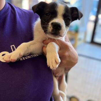 Maple -  Mixed Breed Dog for Adoption in Webster, Texas - Maple | PetCurious