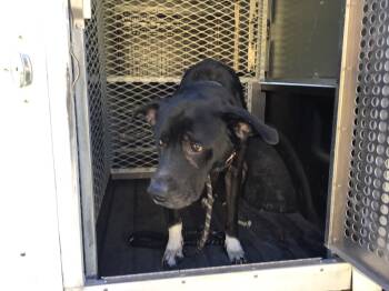 Rescue Labrador Retriever Dogs for Adoption in New Braunfels, Texas - Cooper | PetCurious