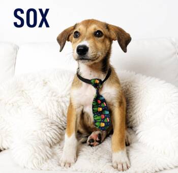 Sox -  Hound Dog for Adoption in Lucas, Texas - Sox | PetCurious