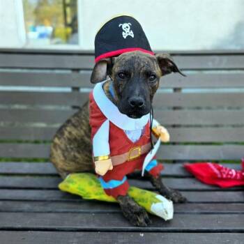 PETEY -  Pit Bull Terrier and Mixed Breed Dog for Adoption in Long Beach, California - PETEY | PetCurious