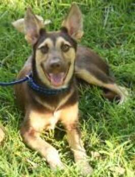 Leslie -  German Shepherd Dog and Mixed Breed Dog for Adoption in Kansas City, Missouri - Leslie | PetCurious