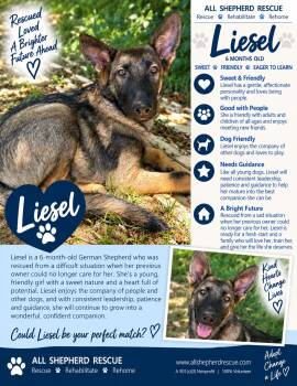 Liesel -  German Shepherd Dog Dog for Adoption in Baltimore, Maryland - Liesel | PetCurious
