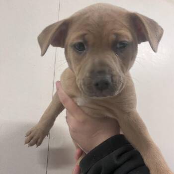 Freckles -  Pit Bull Terrier and Mixed Breed Dog for Adoption in Belfair, Washington - Freckles | PetCurious