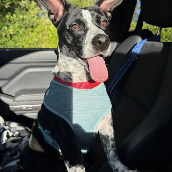Maggie Moo -  Cattle Dog and Chiweenie Dog for Adoption in Lafayette, California - Maggie Moo | PetCurious