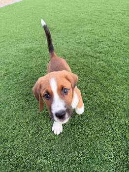 Roger -  Shepherd and Hound Dog for Adoption in Phoenix, Arizona - Roger | PetCurious