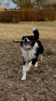 Border Collie Dogs Available for Adoption - Ryder | PetCurious
