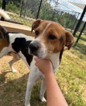 Deckner -  Mixed Breed Dog for Adoption in Atlanta, Georgia - Deckner | PetCurious