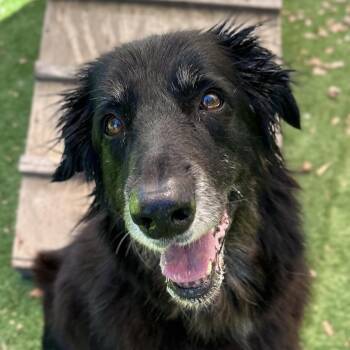 Ruth - ECAS -  Shepherd and Mixed Breed Dog for Adoption in Pleasanton, California - Ruth - ECAS | PetCurious