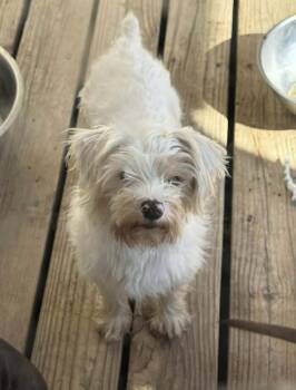 Terrier Dogs Available for Adoption in Blue Springs, Missouri - Mable | PetCurious