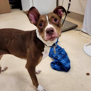 Morgan -  Mixed Breed Dog for Adoption in Lake Panasoffkee, Florida - Morgan | PetCurious