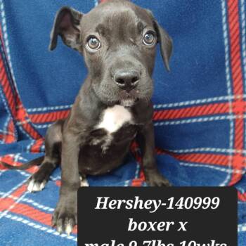Hershey -  Boxer and Pit Bull Terrier Dog for Adoption in New Tazewell, Tennessee - Hershey | PetCurious