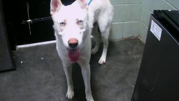 Rescue German Shepherd Dog and Mixed Breed Dogs for Adoption in Tulsa, Oklahoma - CASPER | PetCurious