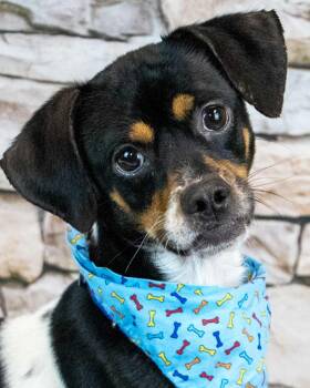 Rescue Beagle and Pug Dogs for Adoption in Kennesaw, Georgia - Pepe | PetCurious