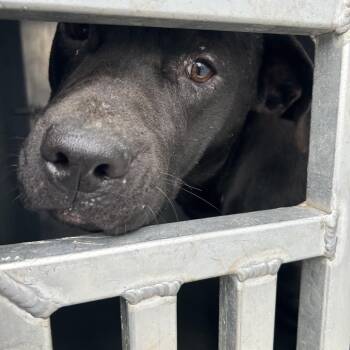 Zeus -  Black Labrador Retriever and Mixed Breed Dog for Adoption in Greensboro, North Carolina - Zeus | PetCurious