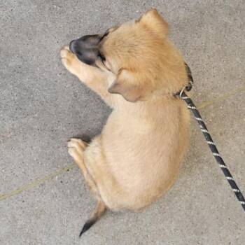 Firecracker -  Mixed Breed Dog for Adoption in Las Cruces, New Mexico - Firecracker | PetCurious
