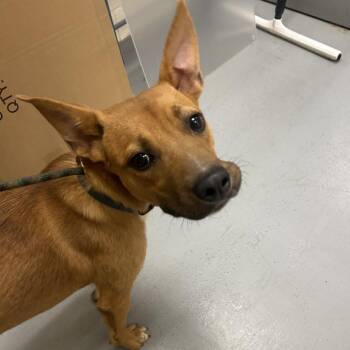 Thing 1 -  Mixed Breed Dog for Adoption in Asheville, North Carolina - Thing 1 | PetCurious