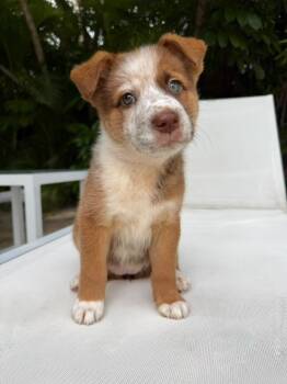 Kangaroo -  Australian Cattle Dog Blue Heeler and Mixed Breed Dog for Adoption in Sunrise, Florida - Kangaroo | PetCurious