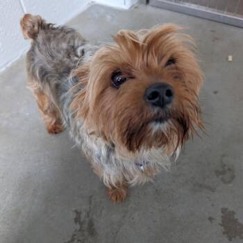 Mixed Breed Dogs Available for Adoption in Pittsburgh, Pennsylvania - Cynthia | PetCurious