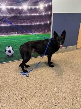 ASHLEY -  German Shepherd Dog and Mixed Breed Dog for Adoption in Doral, Florida - ASHLEY | PetCurious