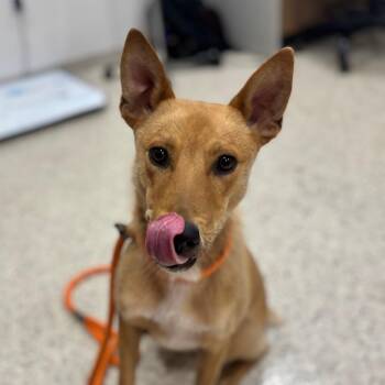 Cannellini -  Carolina Dog and Mixed Breed Dog for Adoption in Nashville, Indiana - Cannellini | PetCurious