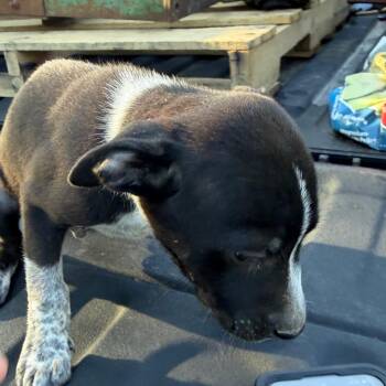 Pablo -  Australian Cattle Dog Blue Heeler and Mixed Breed Dog for Adoption in Pittsburg, Kansas - Pablo | PetCurious