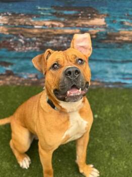 Speedy -  Mixed Breed Dog for Adoption in Miamitown, Ohio - Speedy | PetCurious
