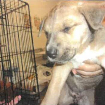 Sable A2278771 -  German Shepherd Dog Dog for Adoption in Los Angeles, California - Sable A2278771 | PetCurious